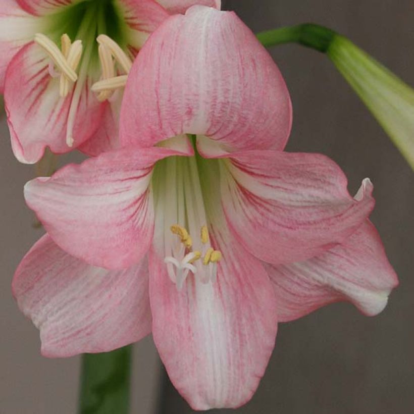Amaryllis Pink Rascal - Hippeastrum (Fioritura)