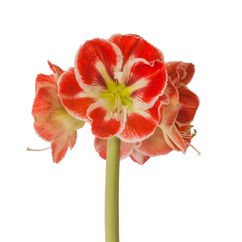 Amaryllis Samba - Hippeastrum (Fioritura)