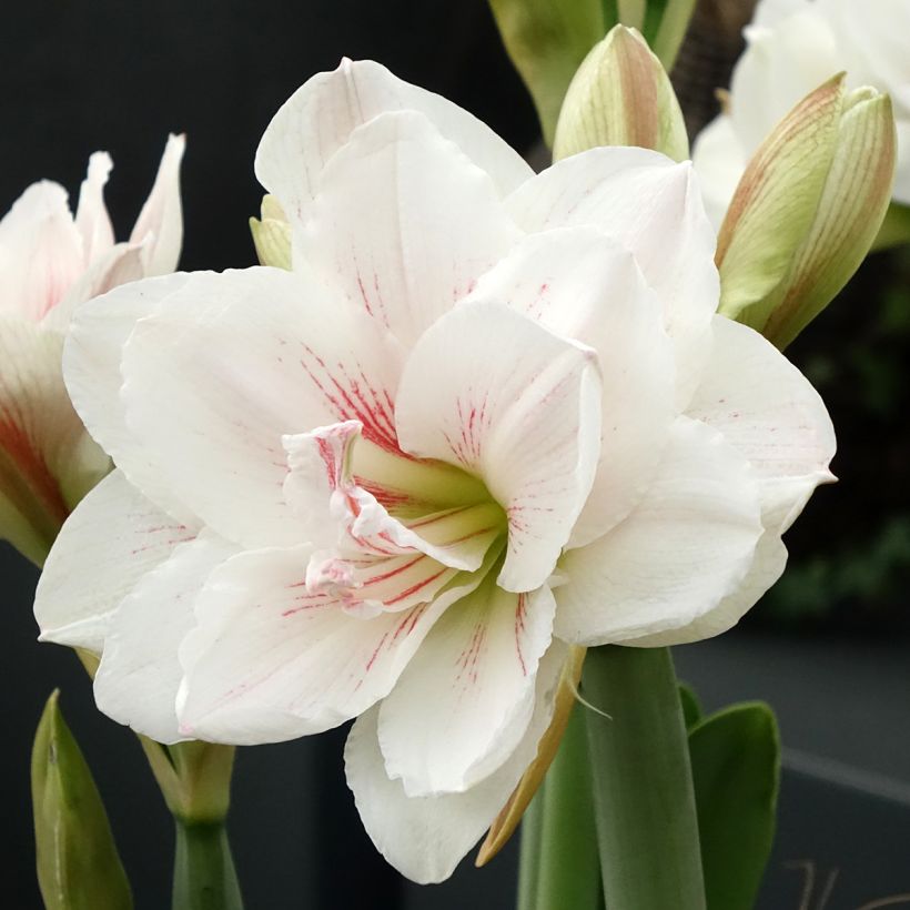 Amaryllis Aquaro - Hippeastrum (Fioritura)