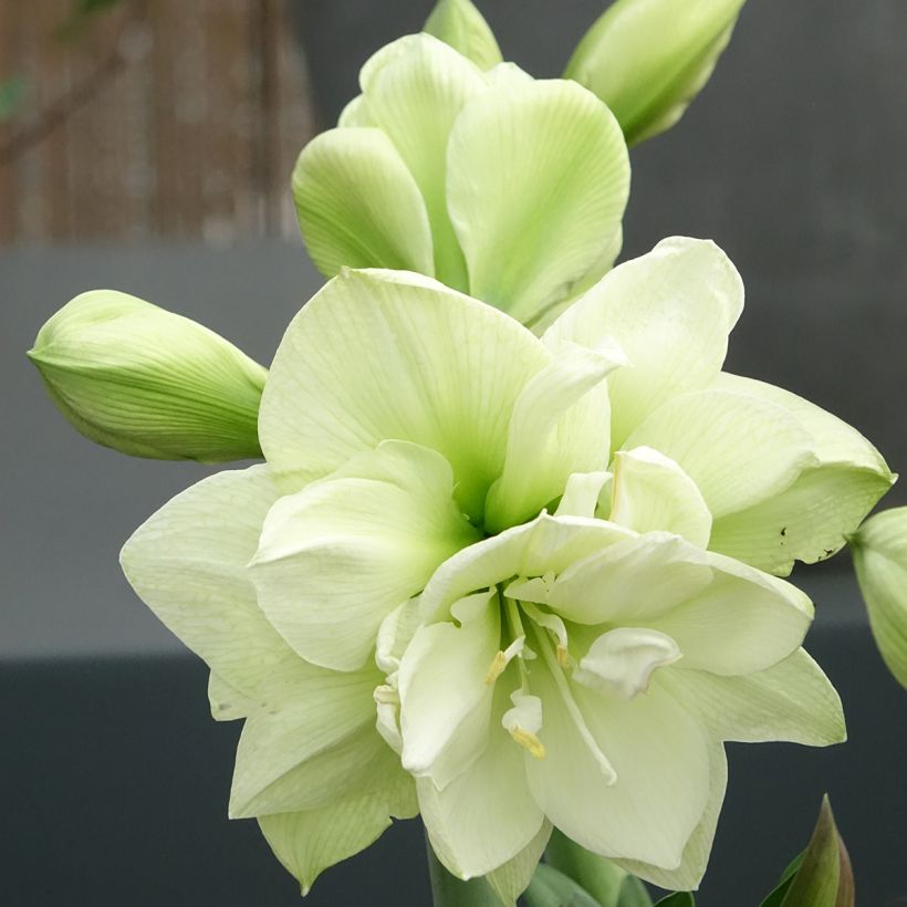 Amaryllis Marilyn - Hippeastrum (Fioritura)