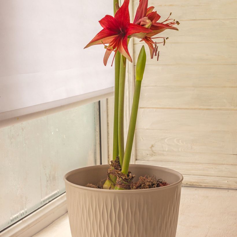 Amaryllis Cybester Bogota - Hippeastrum  (Porto)
