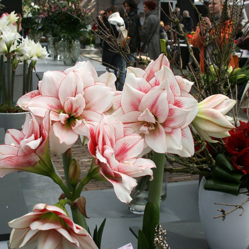 Amaryllis double Elvas - Hippeastrum (Porto)