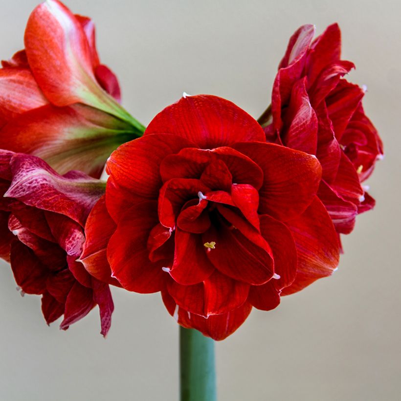 Amaryllis Double Dragon - Hypeastrum (Fioritura)