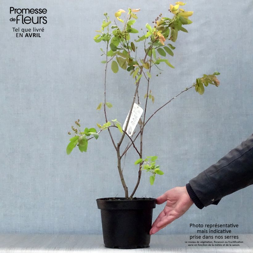 Example of Amelanchier laevis Ballerina Vaso da 3L/4L as you get in printemps