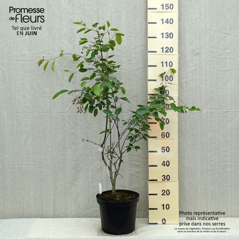 Example of Amelanchier laevis Ballerina Vaso da 7,5L/10L as you get in printemps