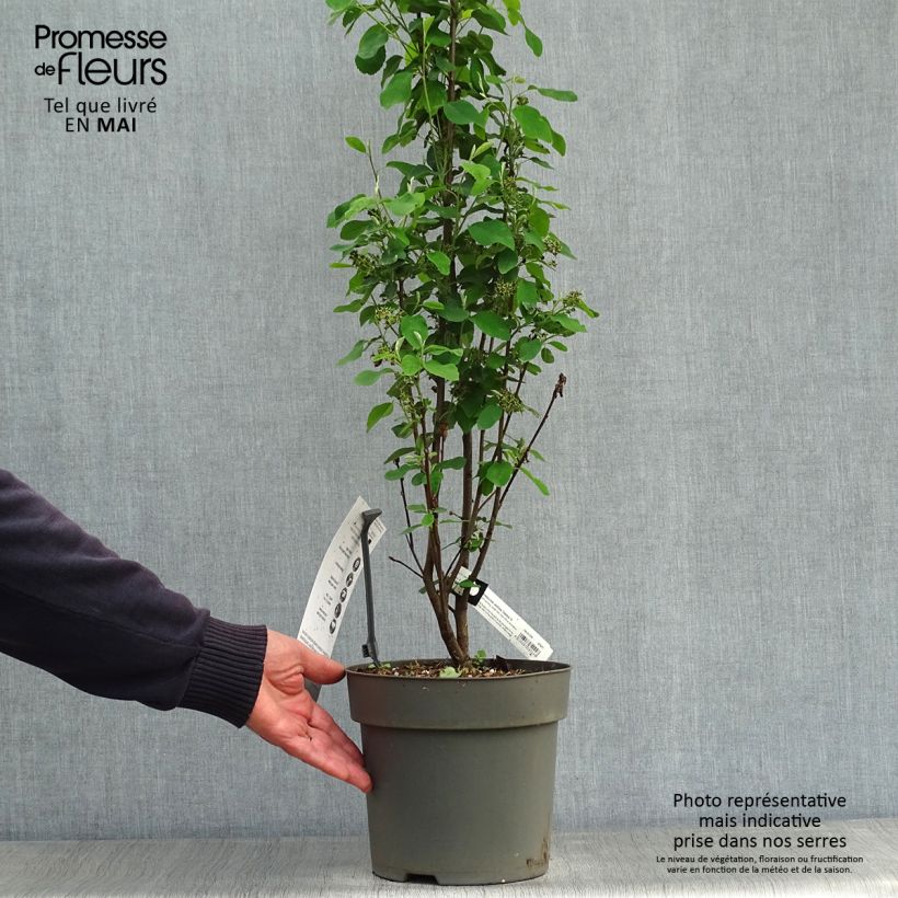 Example of Amelanchier alnifolia Obelisk Vaso da 3L/4L as you get in printemps