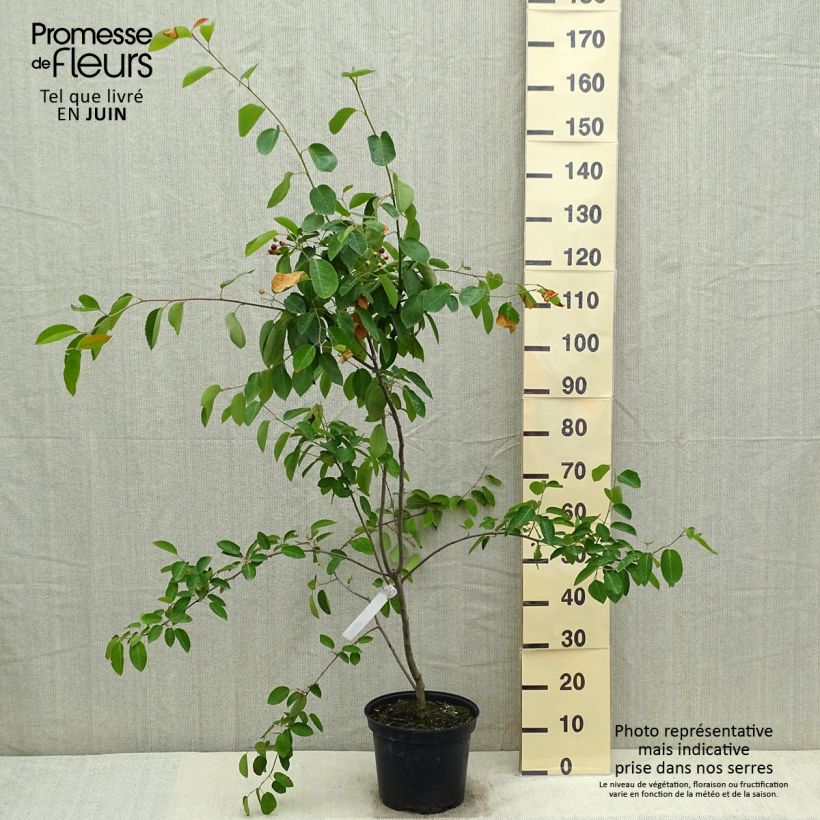 Example of Amelanchier canadensis - Pero corvino Vaso da 7,5L/10L as you get in printemps