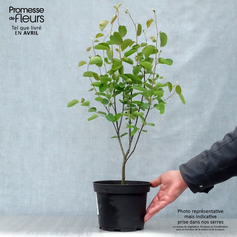 Example of Amelanchier spicata Vaso da 3L/4L as you get in printemps