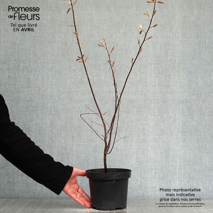 Example of Amelanchier lamarckii - Pero corvino Vaso da 3L/4L as you get in printemps