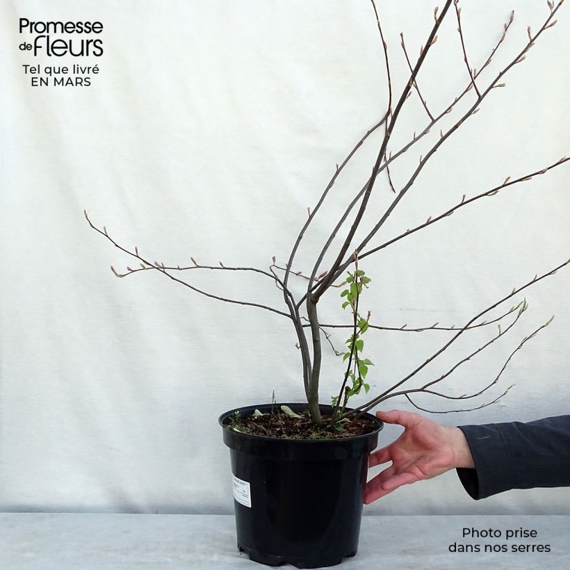 Example of Amelanchier lamarckii - Pero corvino Vaso da 7,5L/10L as you get in printemps