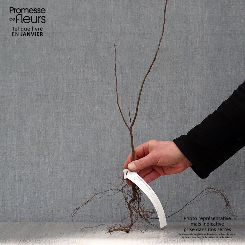 Amelanchier lamarckii - Amélanchier de Lamarck Petites Racines nues esemplare consegnato in inverno