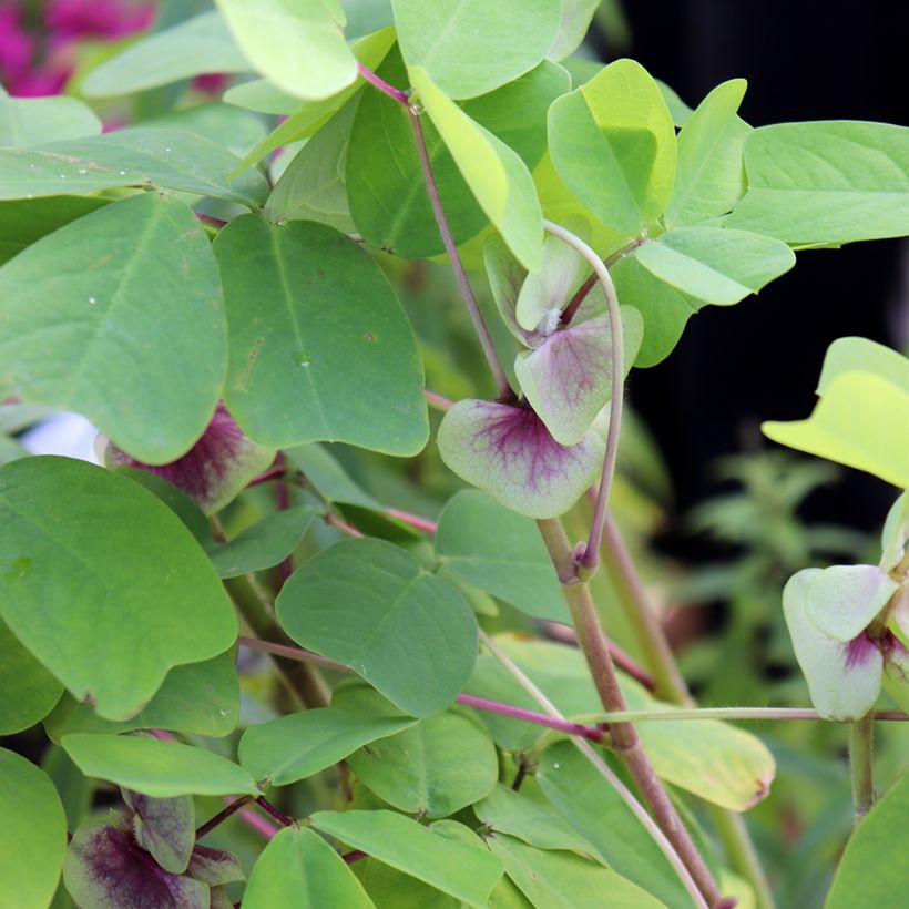 Amicia zygomeris (Fogliame)