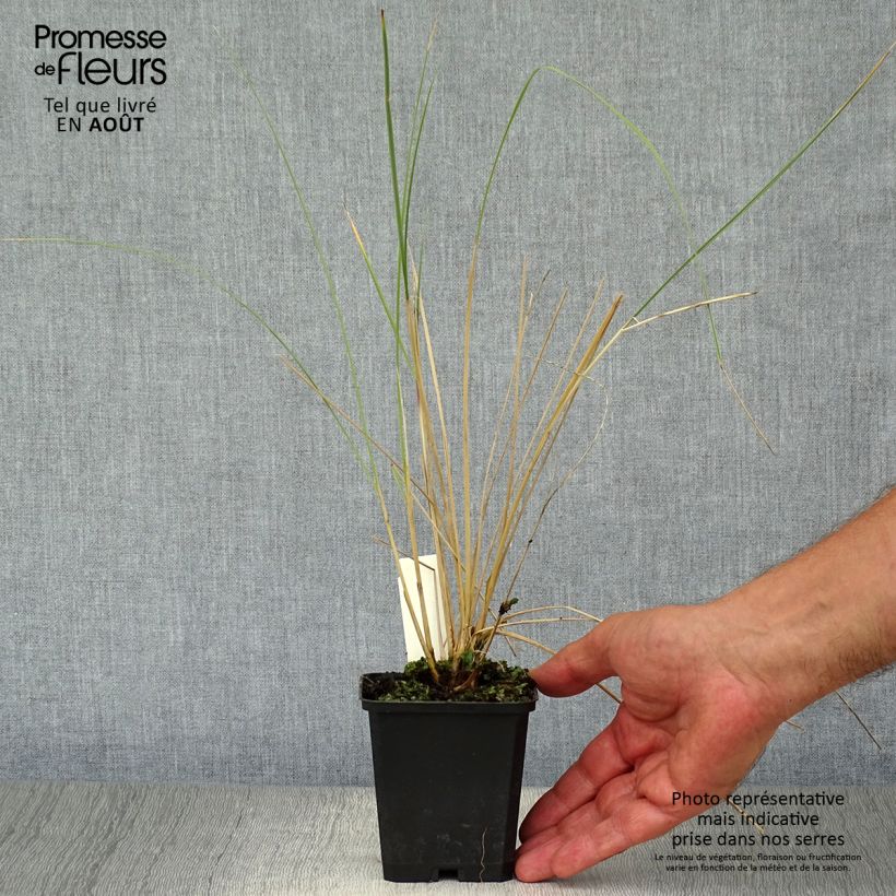 Esemplare di Ammophila arenaria Vasetto da 8/9 cm consegnato in estate