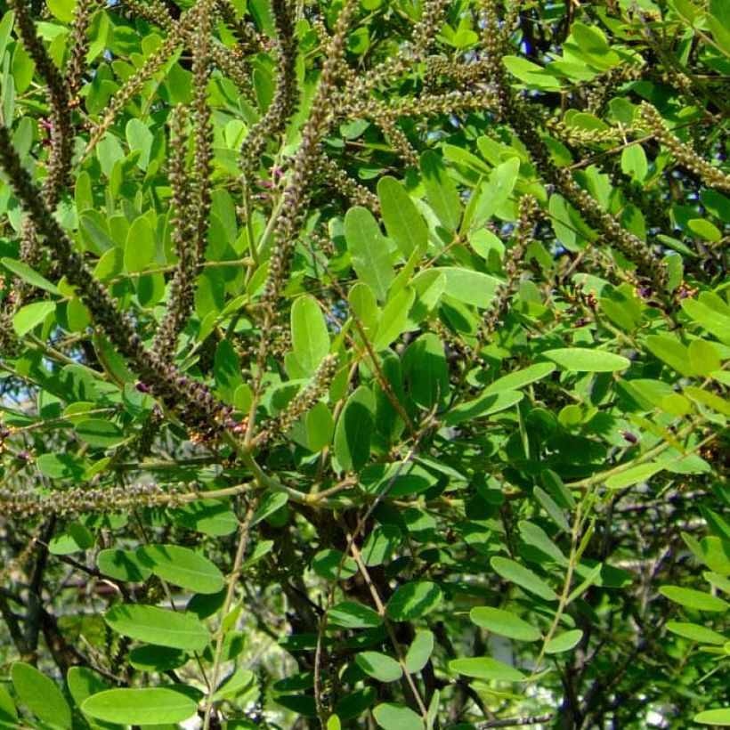 Amorpha ouachitensis (Fogliame)