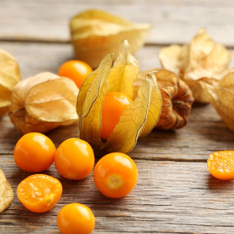 Physalis alkekengi var. franchetii - Alchechengi (Raccolta)