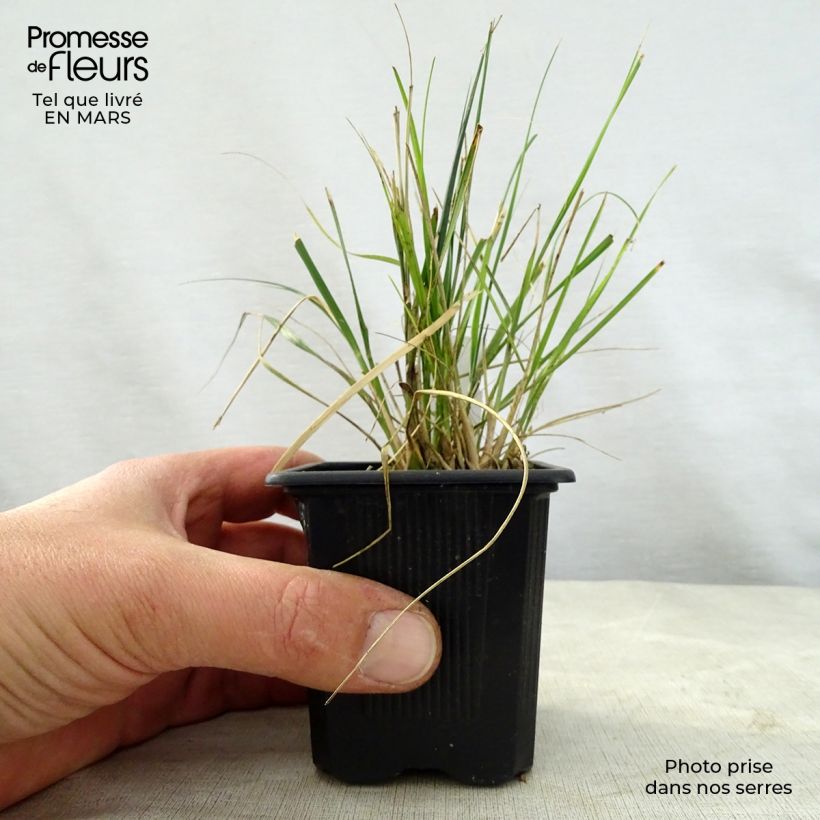 Ampelodesmos mauritanicus - Tagliamani Vasetto da 8/9 cm esemplare consegnato in primavera