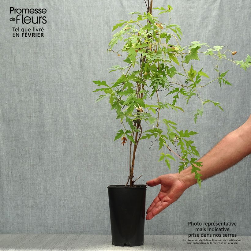 Esemplare di Ampelopsis aconitifolia Vaso da 2L/3L come consegnato in autunno
