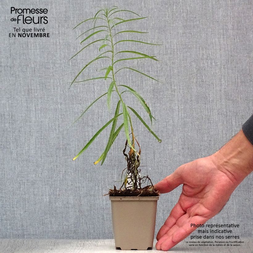 Esemplare di Amsonia Ernst Pagels Vasetto da 8/9 cm come consegnato in autunno