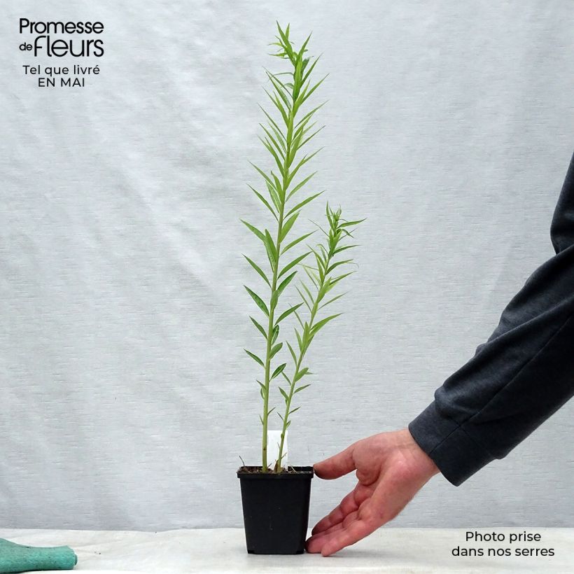 Amsonia ciliata Vasetto da 8/9 cm esemplare consegnato in primavera