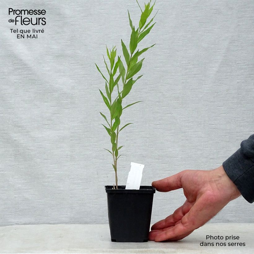 Example of Amsonia tabernaemontana var. salicifolia Vasetto da 8/9 cm as you get in printemps