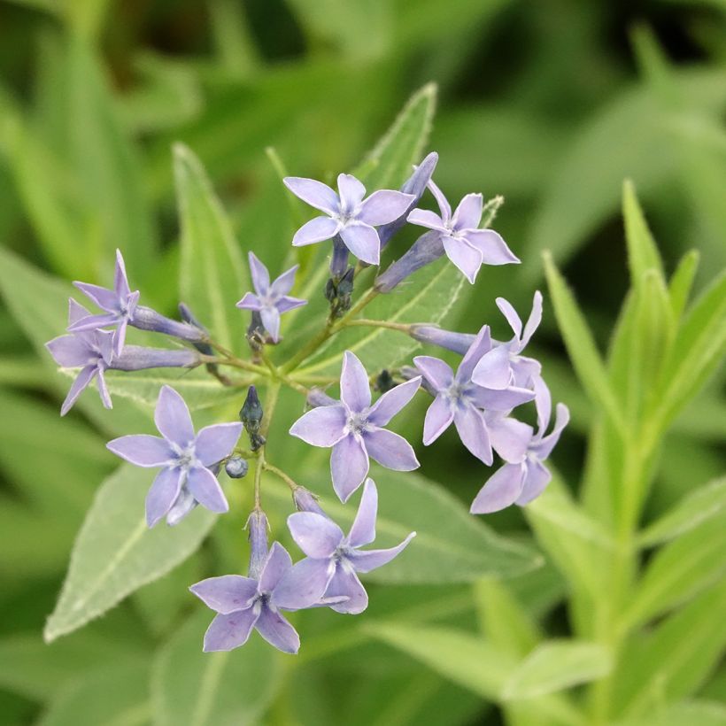 Amsonia tabernaemontana var. salicifolia (Fioritura)