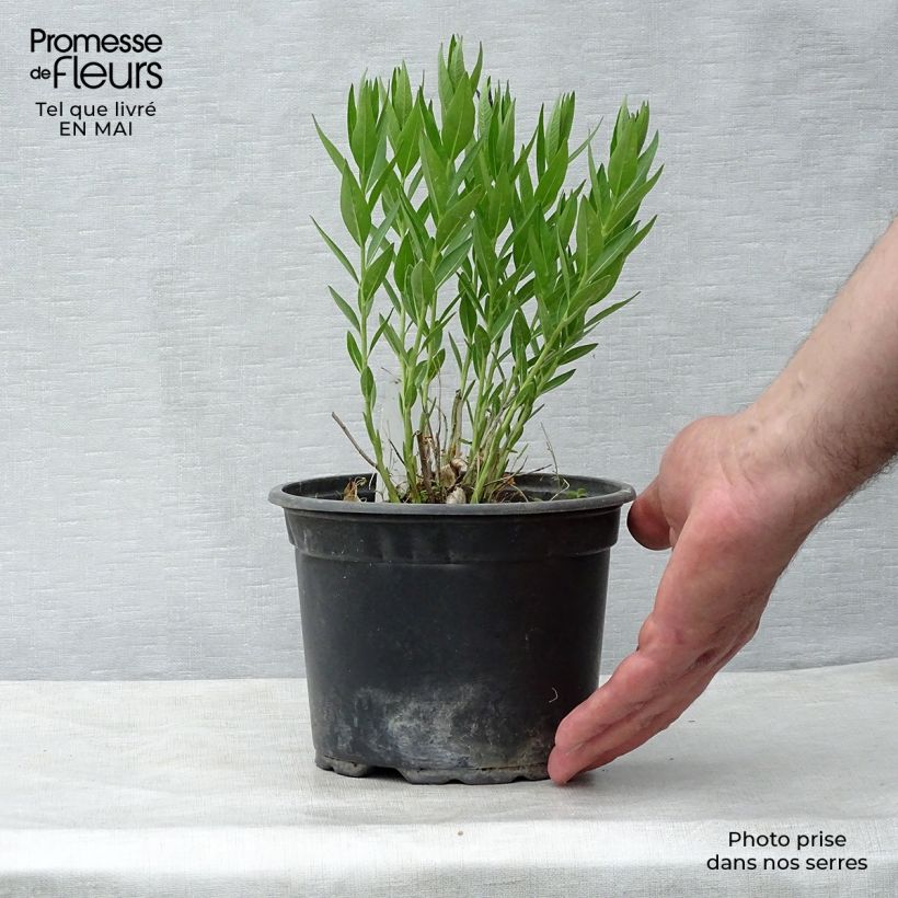 Example of Amsonia Blue Ice Vasetto da 8/9 cm as you get in printemps