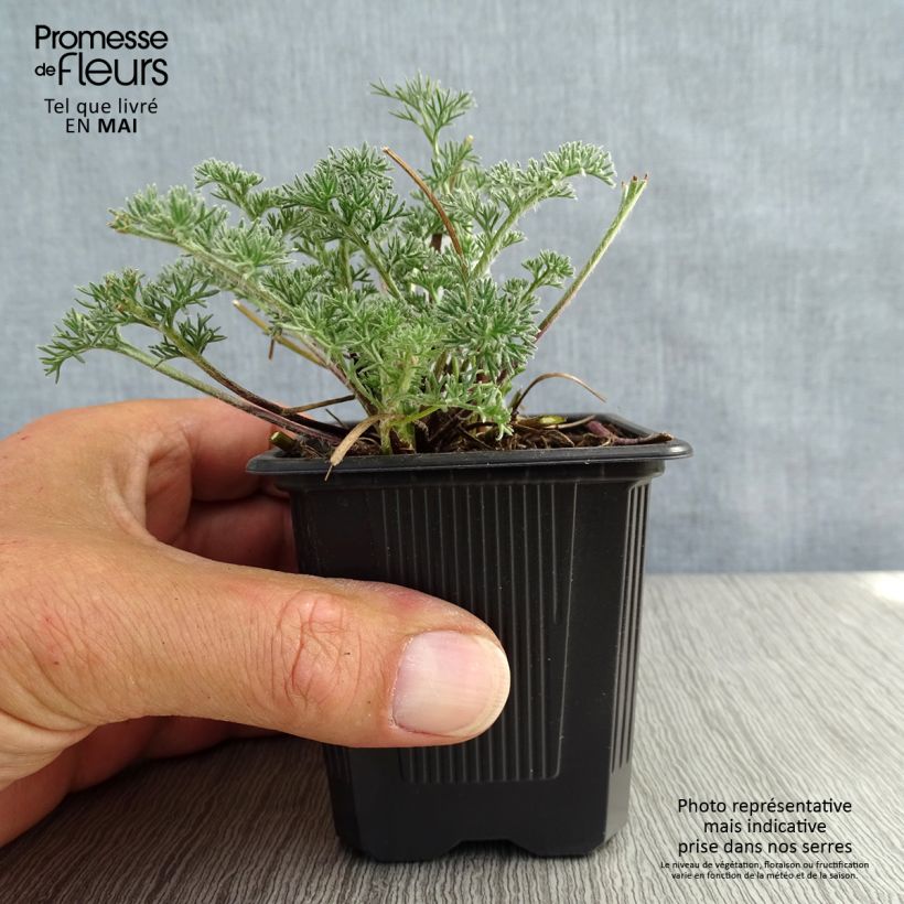 Anacyclus pyrethrum var. depressus Vasetto da 8/9 cm esemplare consegnato in primavera