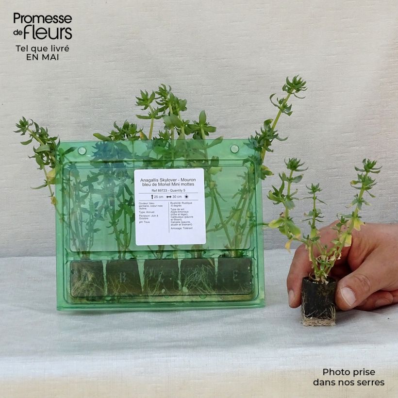 Anagallis monelli Skylover - Centonchio di Monnellus mini zolla... esemplare consegnato in primavera