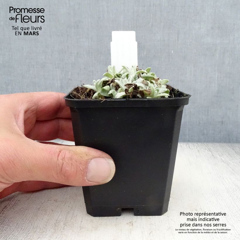 Example of Anaphalis margaritacea Neuschnee Vasetto da 8/9 cm as you get in printemps