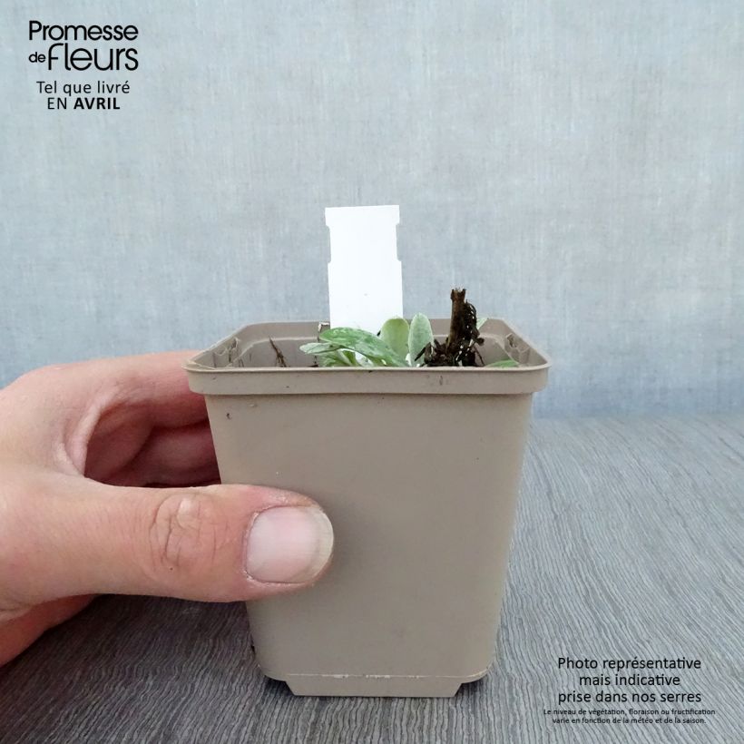 Example of Anaphalis triplinervis Sommerschnee Vasetto da 8/9 cm as you get in printemps