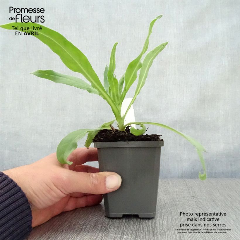 Anchusa azurea Dropmore - Buglossa azzurra Vasetto da 8/9 cm esemplare consegnato in primavera