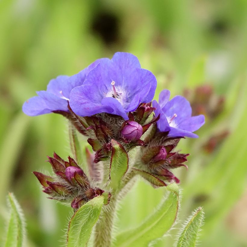 Anchusa azurea Loddon Royalist - Buglossa azzurra (Fioritura)