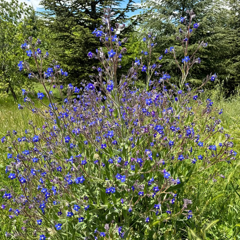Anchusa azurea Feltham Pride - Buglossa azzurra (Porto)