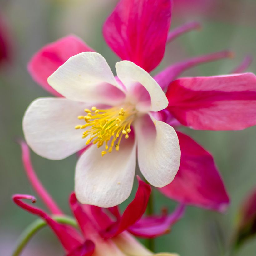 Aquilegia caerulea Rose Queen (Flowering)