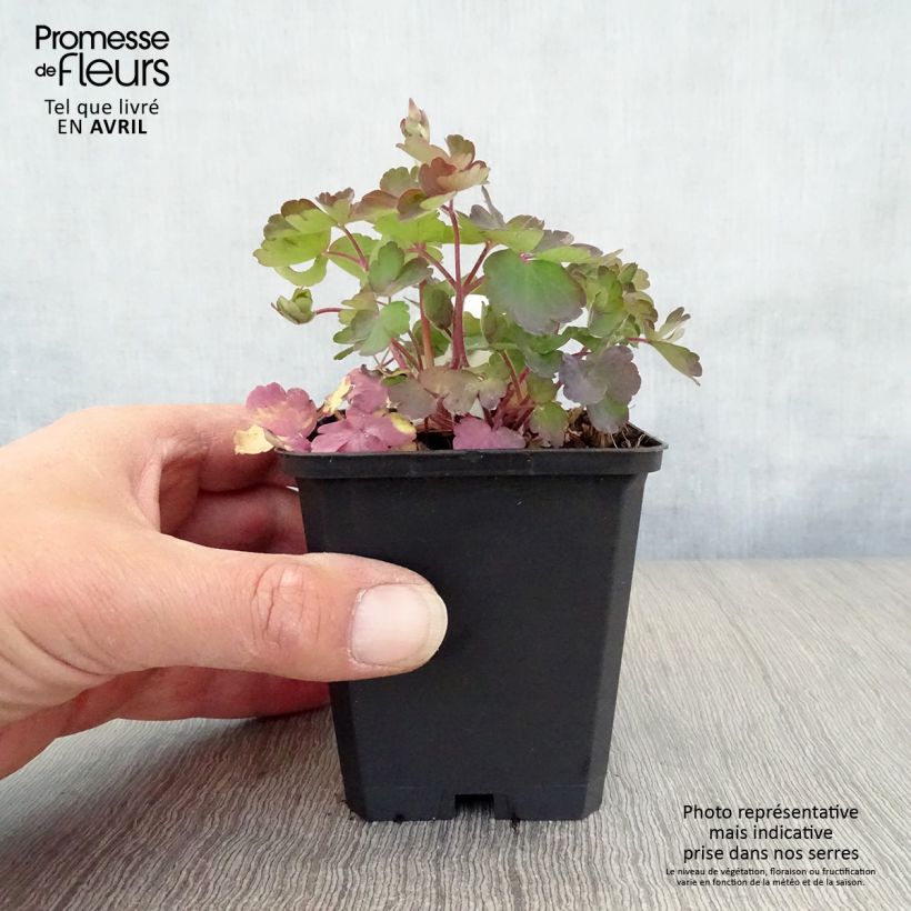 Example of Aquilegia vulgaris Vasetto da 8/9 cm as you get in printemps