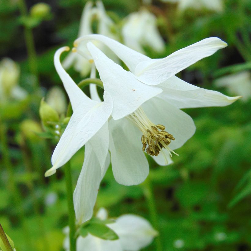 Aquilegia vulgaris var.nivea Munstead White (Flowering)