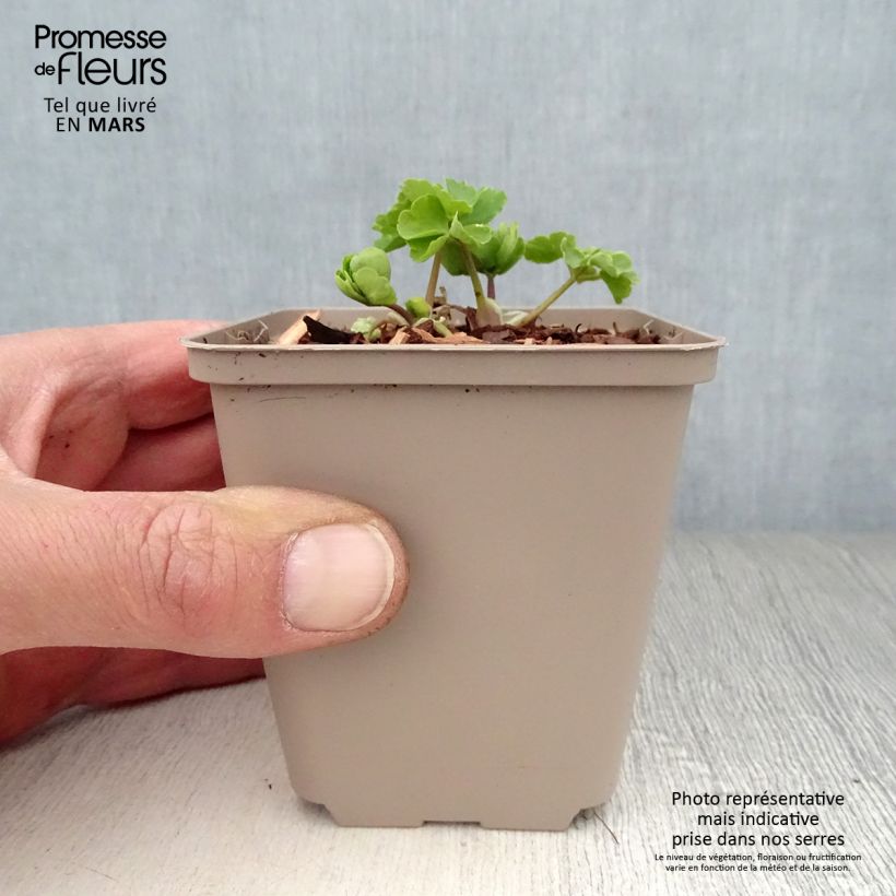 Example of Aquilegia vulgaris var.nivea Munstead White Vasetto da 8/9 cm as you get in printemps