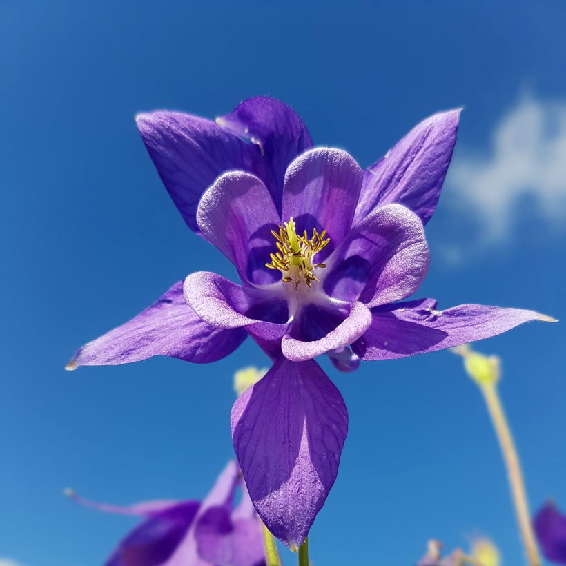 Aquilegia vulgaris (Flowering)