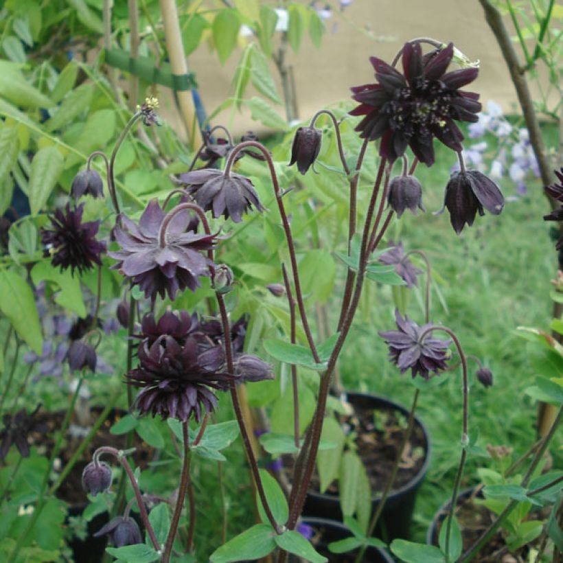 Aquilegia vulgaris var. stellata Black Barlow (Plant habit)