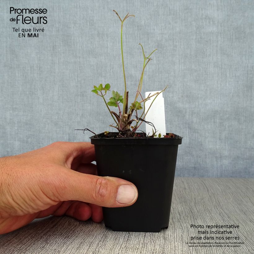 Example of Aquilegia Blue Star Vasetto da 7/8 cm as you get in printemps