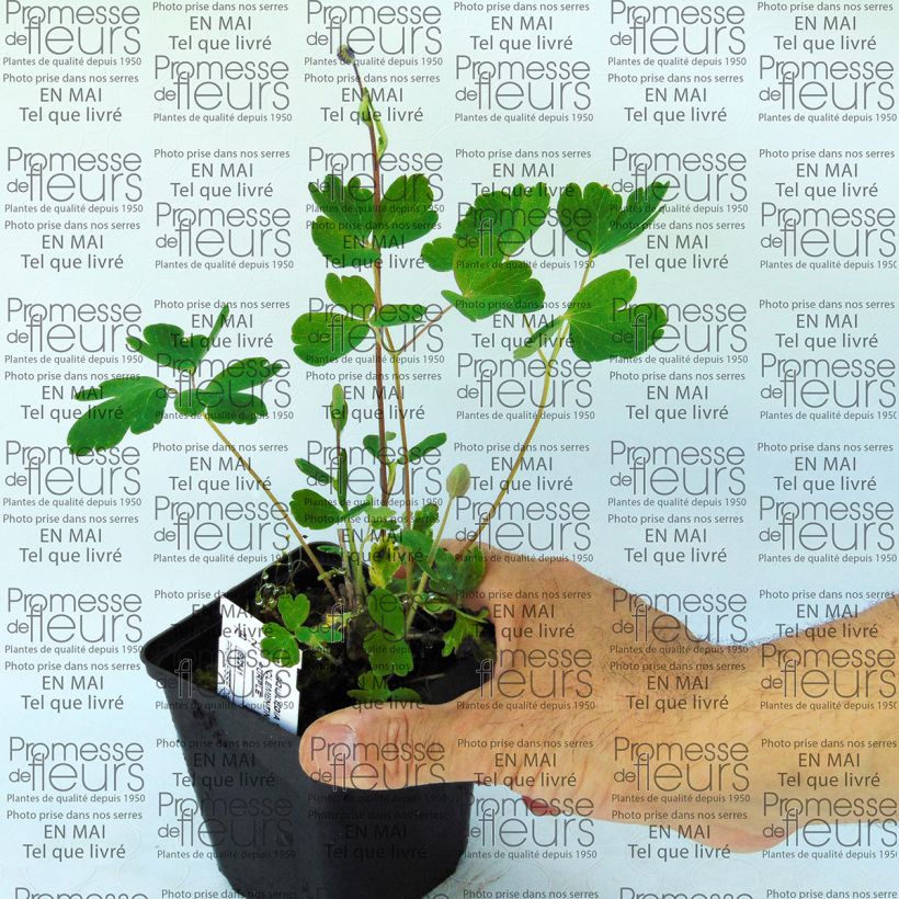 Esempio di esemplare Aquilegia vulgaris Clementine Dark Purple Vasetto da 8/9 cm come consegnato