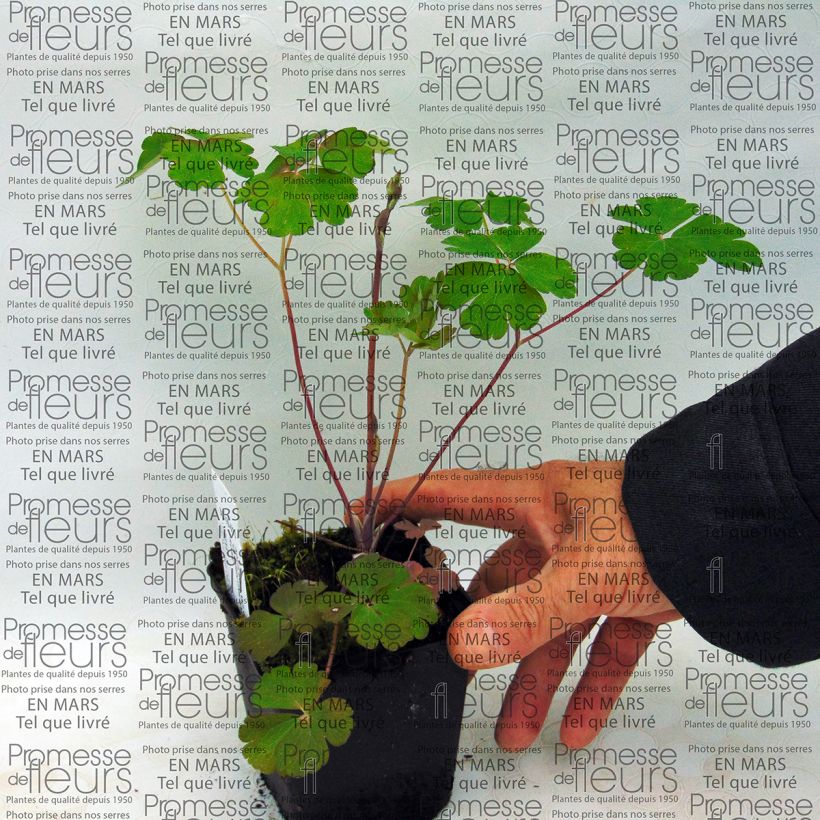 Esempio di esemplare Aquilegia vulgaris clematiflora Clementine Salmon Rose Vasetto da 8/9 cm come consegnato