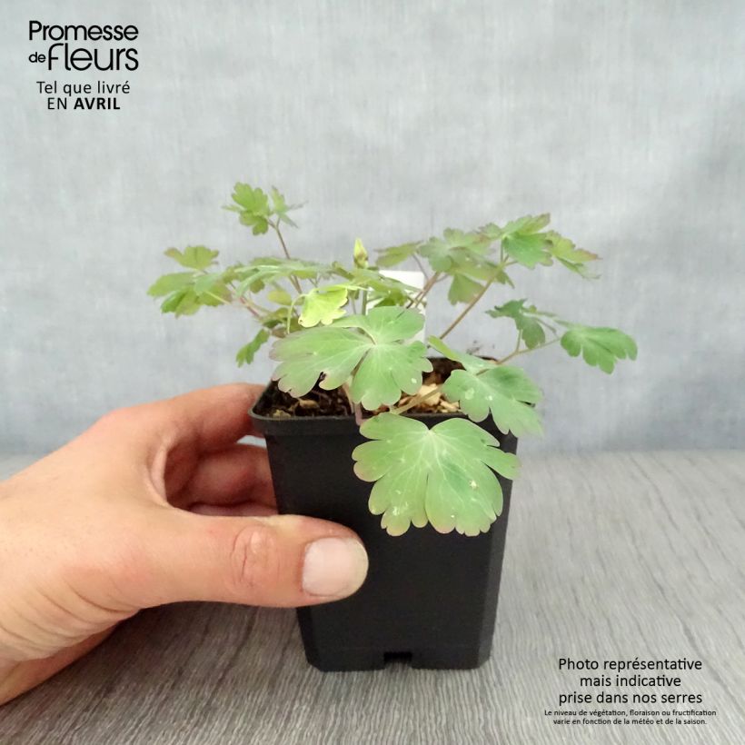 Example of Aquilegia vulgaris Crimson Star Vasetto da 8/9 cm as you get in printemps