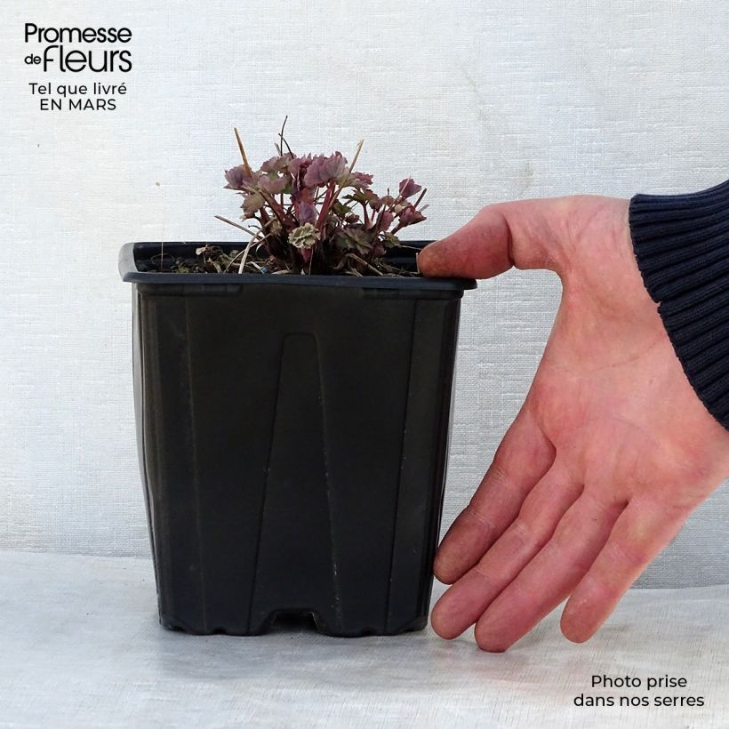 Example of Aquilegia vulgaris Crimson Star Vaso da 2L/3L as you get in printemps