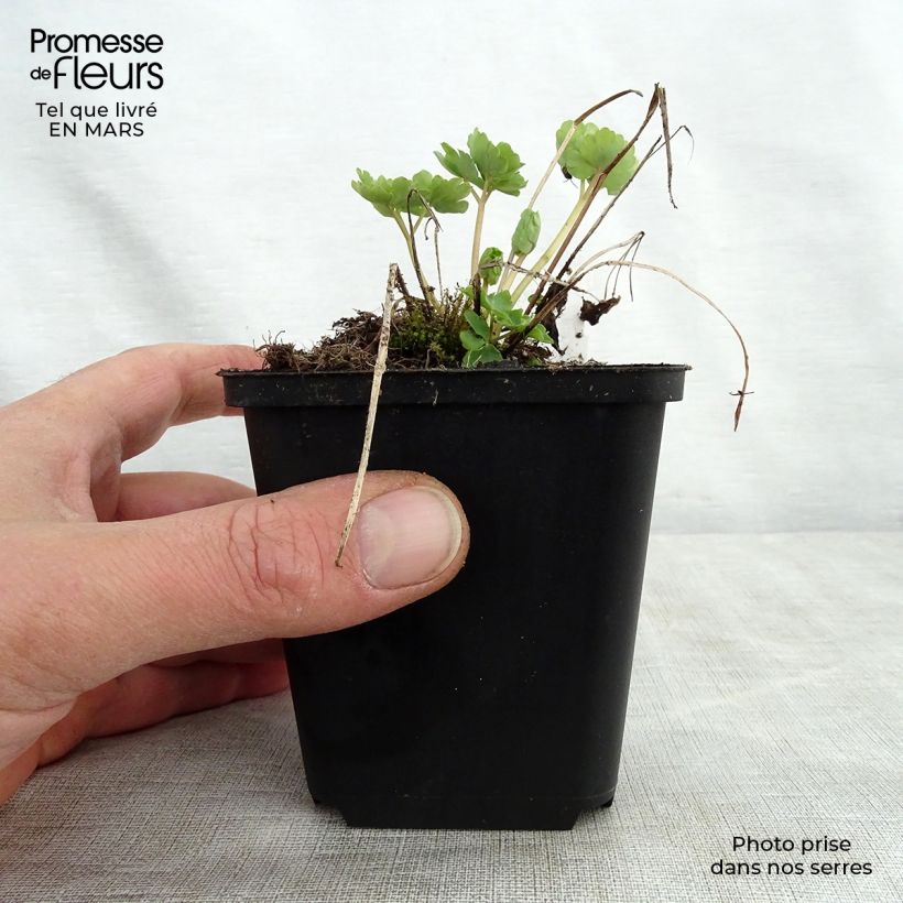 Example of Aquilegia vulgaris clematiflora Green Apples Vasetto da 8/9 cm as you get in printemps