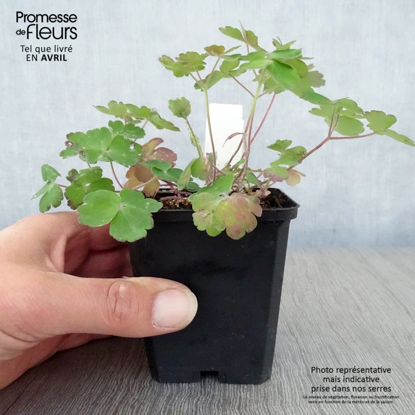 Example of Aquilegia vulgaris Blue Barlow Vasetto da 8/9 cm as you get in printemps