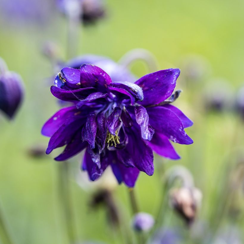 Aquilegia vulgaris Blue Barlow (Flowering)