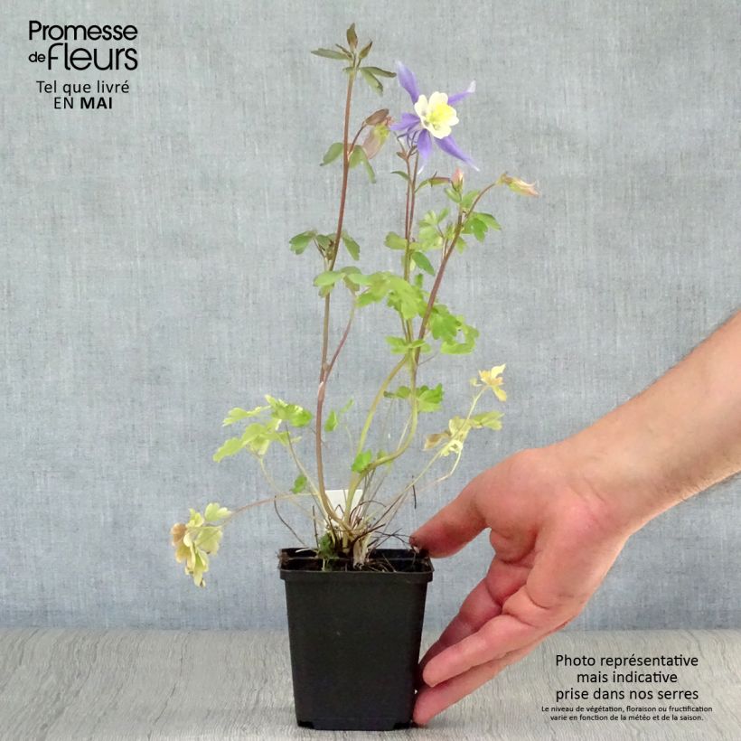 Example of Aquilegia Mrs M. Nicholls Vasetto da 8/9 cm as you get in printemps