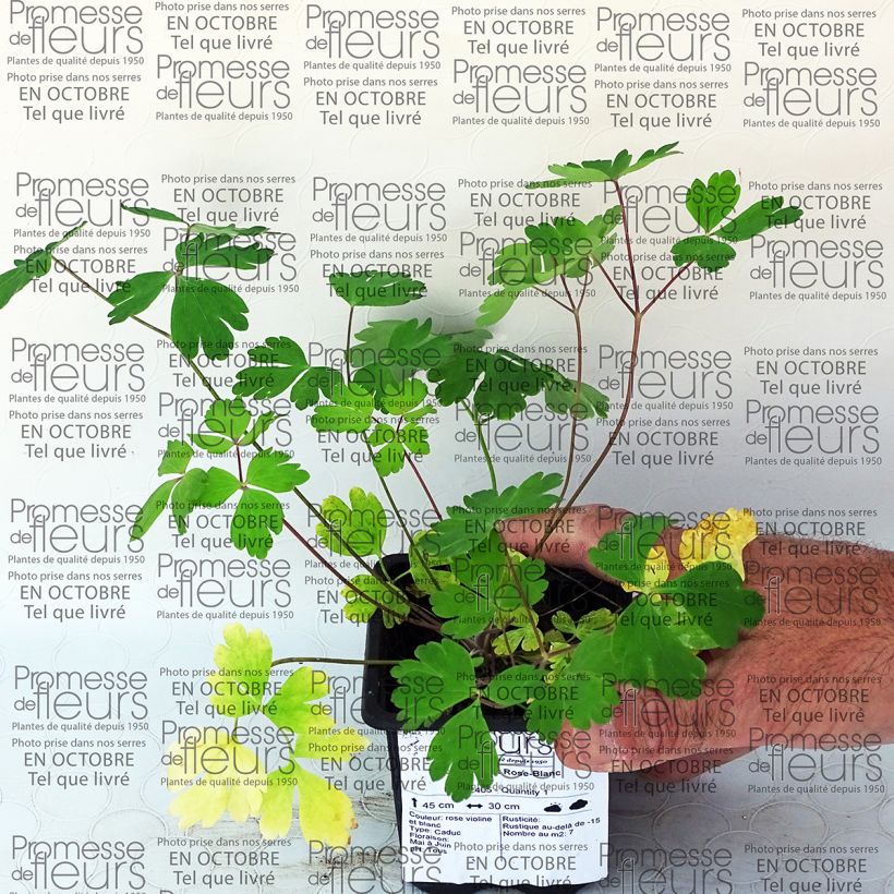 Esempio di esemplare Aquilegia Musik Rose Blanc Vasetto da 7/8 cm come consegnato