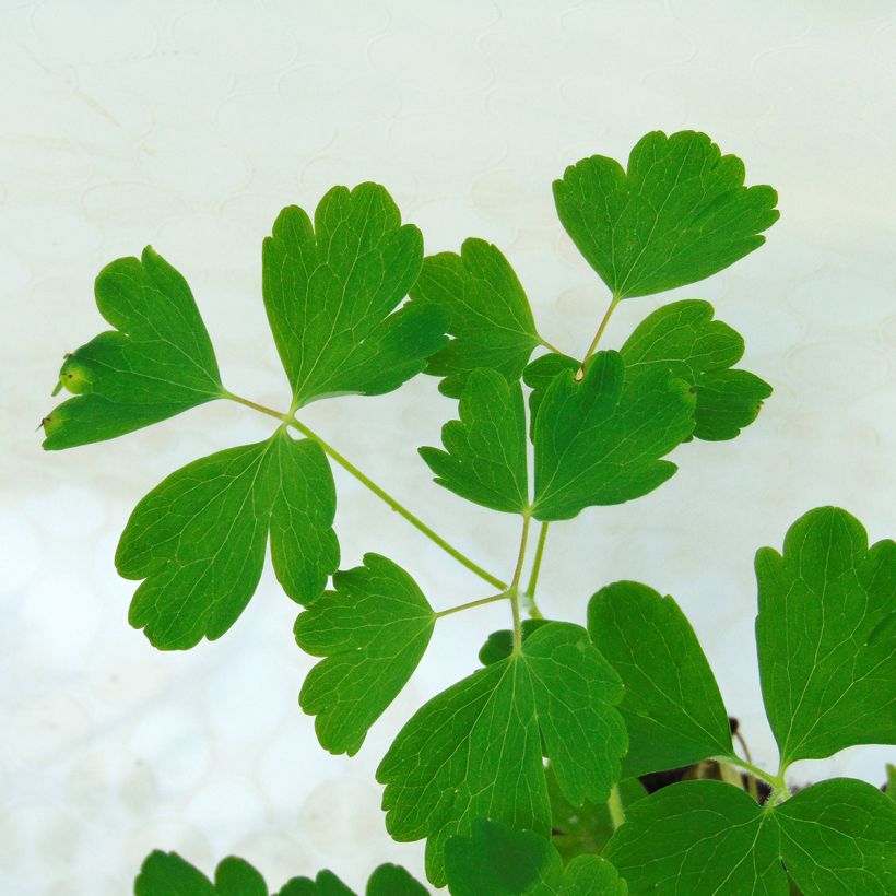 Aquilegia vulgaris Winky Red White (Fogliame)